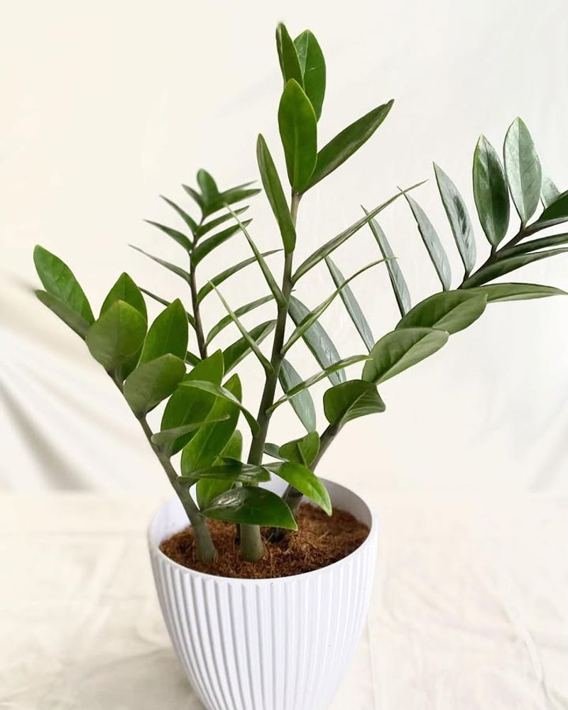 6. ZZ Plant