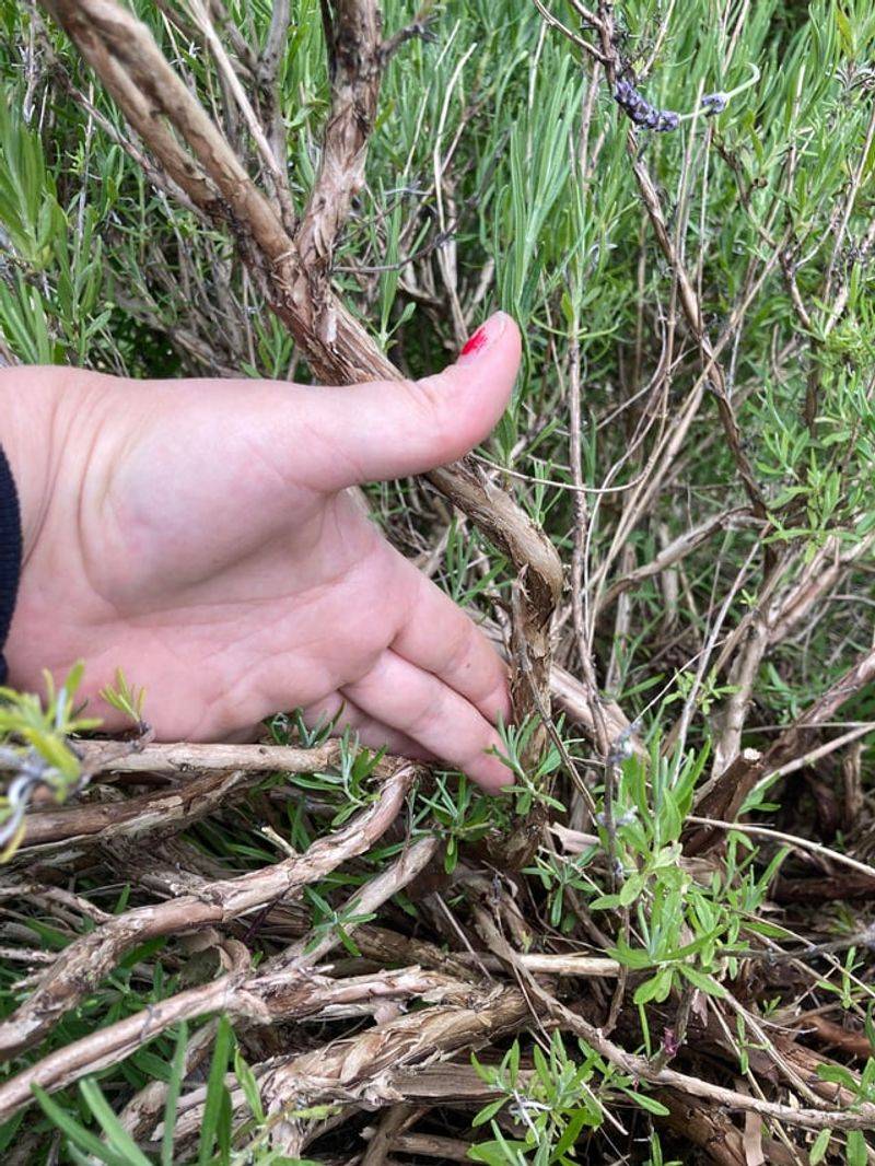 6. Never Cut Into Old Woody Growth