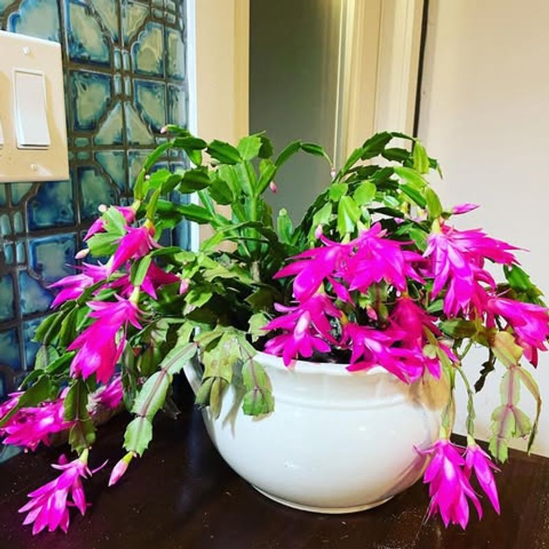 6. Christmas Cactus