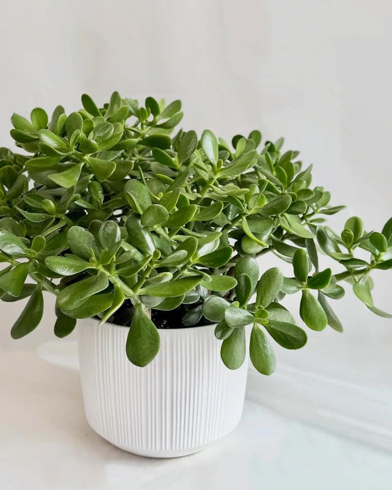 6. Jade Plant