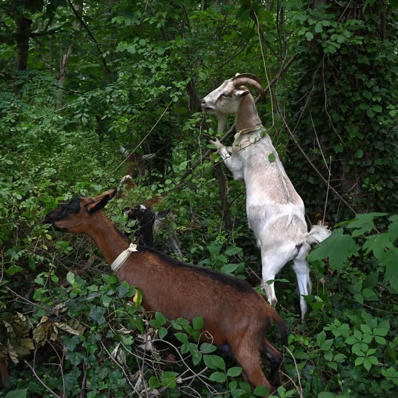 6. Goat Grazing