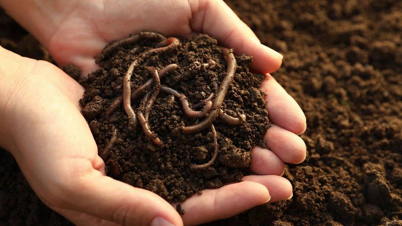 6. Attracts Helpful Worms And Microbes