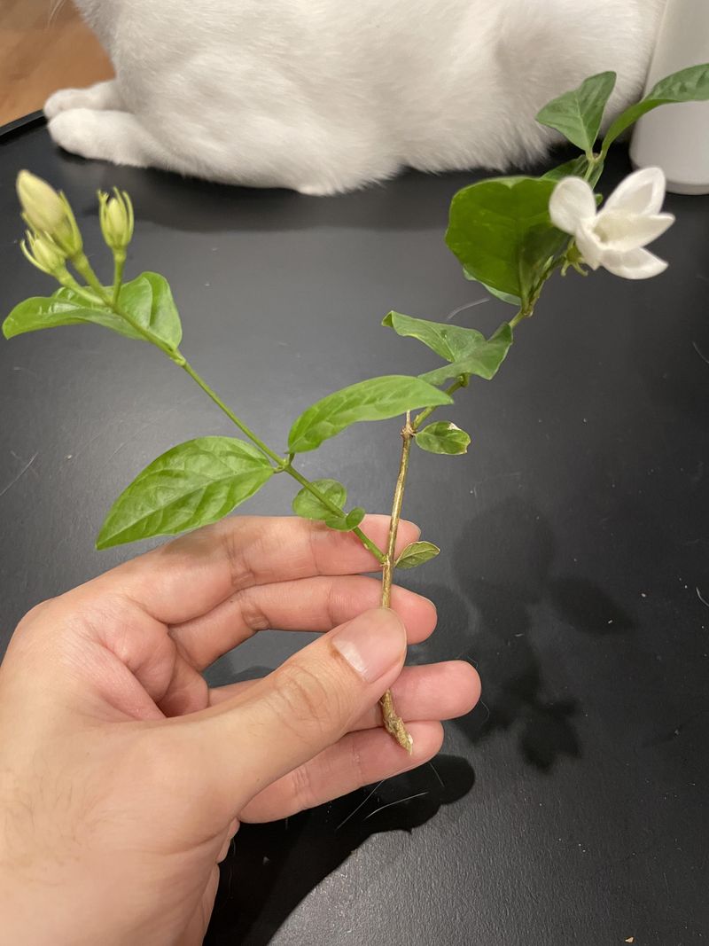 6. Guests Always Want Cuttings