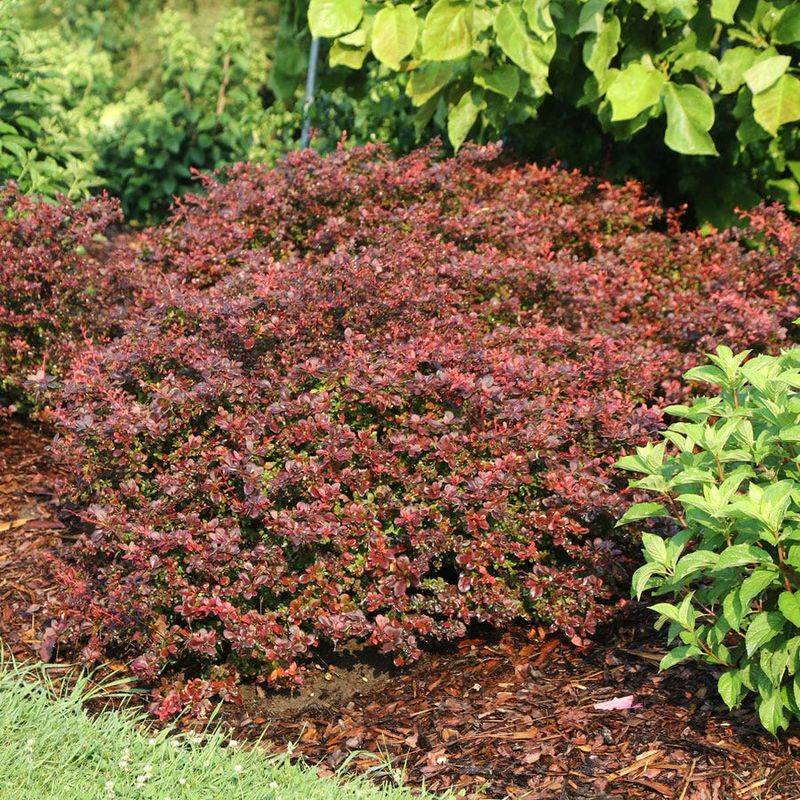 6. Wintergreen Barberry