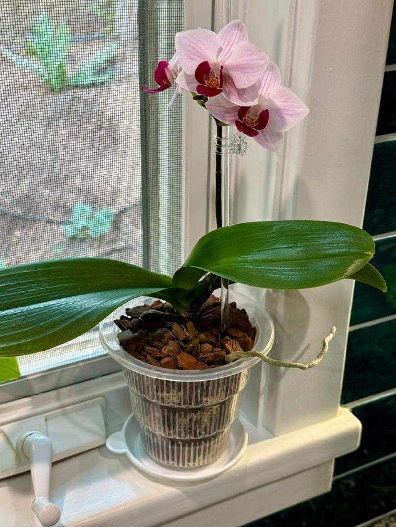 6. Recently Repotted Or Transplanted