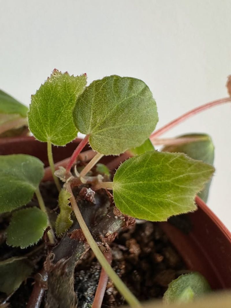 6. New Growth Came In Stunted And Small