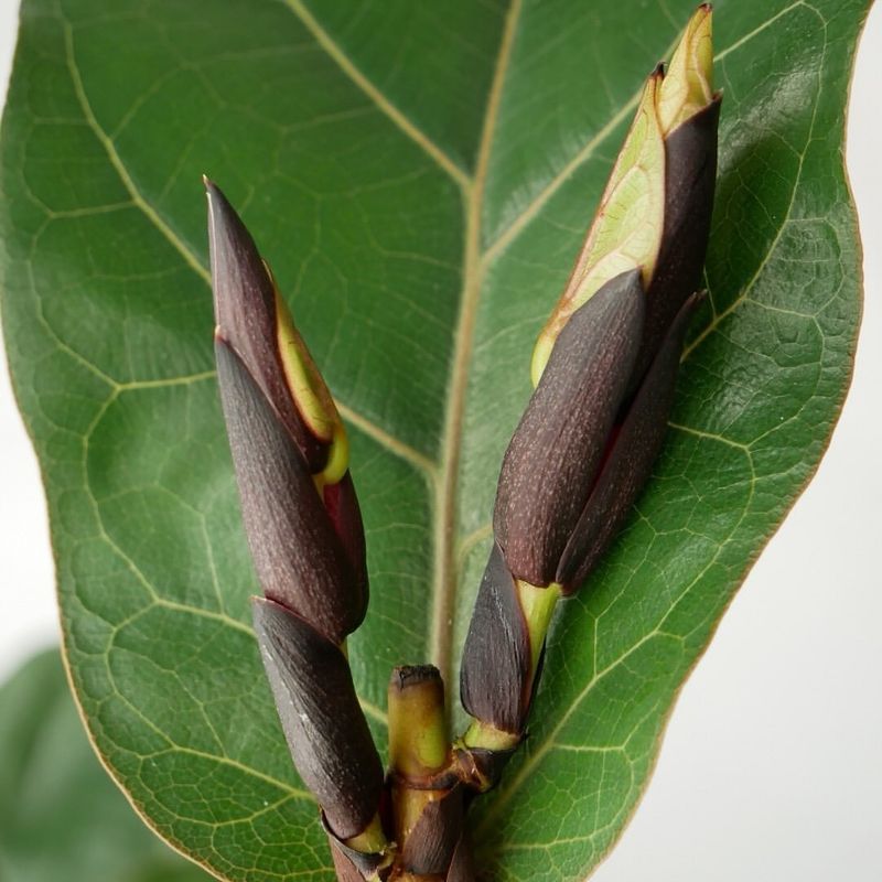 6. Prune Strategically For Vertical Growth