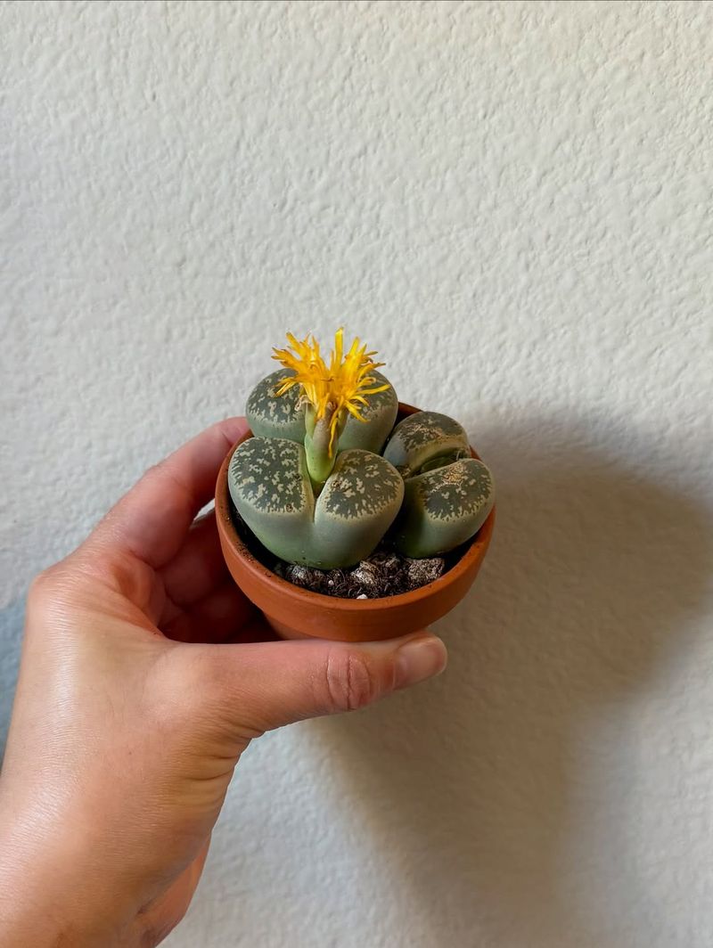 6. Provide Bright, Indirect Sunlight Daily