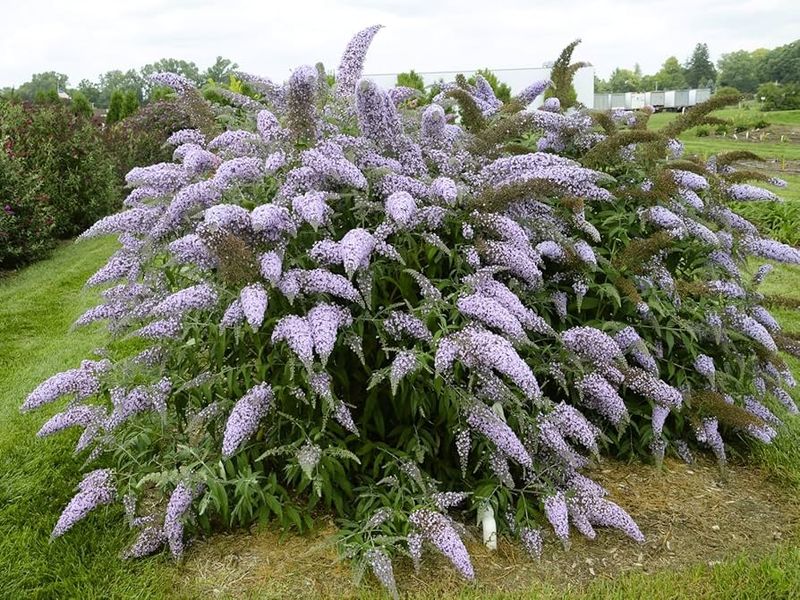 6. Butterfly Bush
