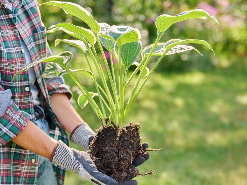 6. Forgetting To Divide Overcrowded Clumps