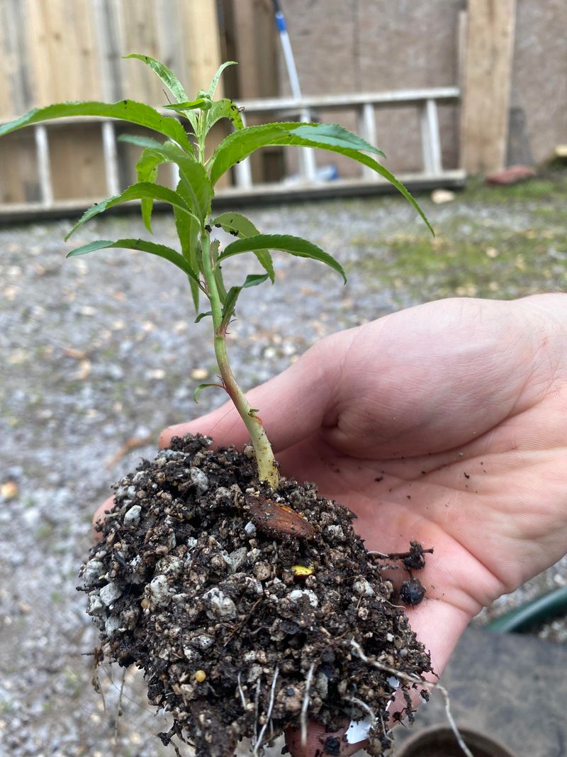 6. Water Consistently But Don't Overdo It