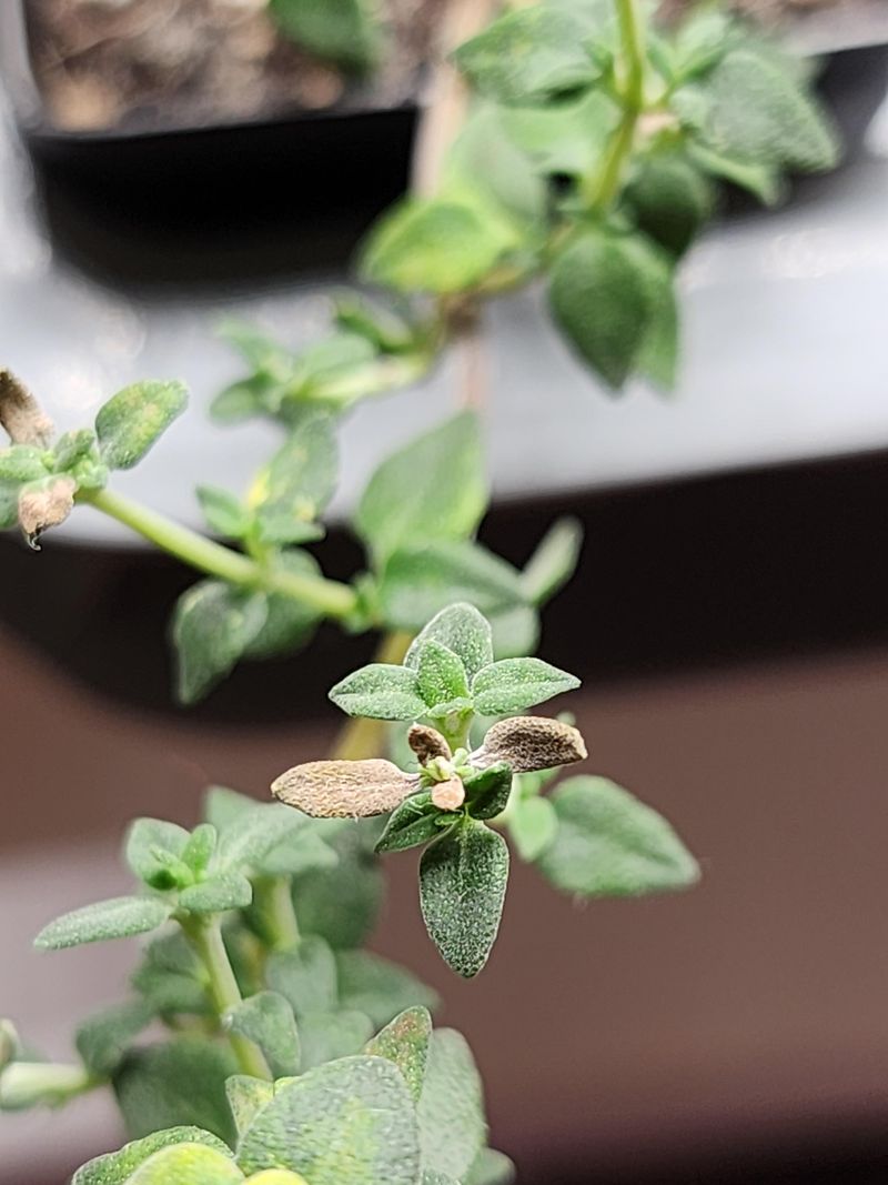 6. Thyme Thrived Without Much Effort