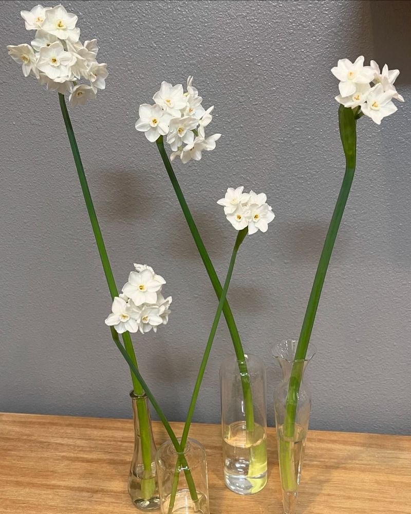 6. No Mess, No Soil Required