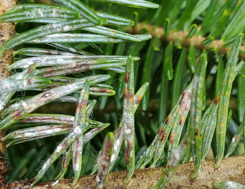 6. Signs Of Pests Or Disease