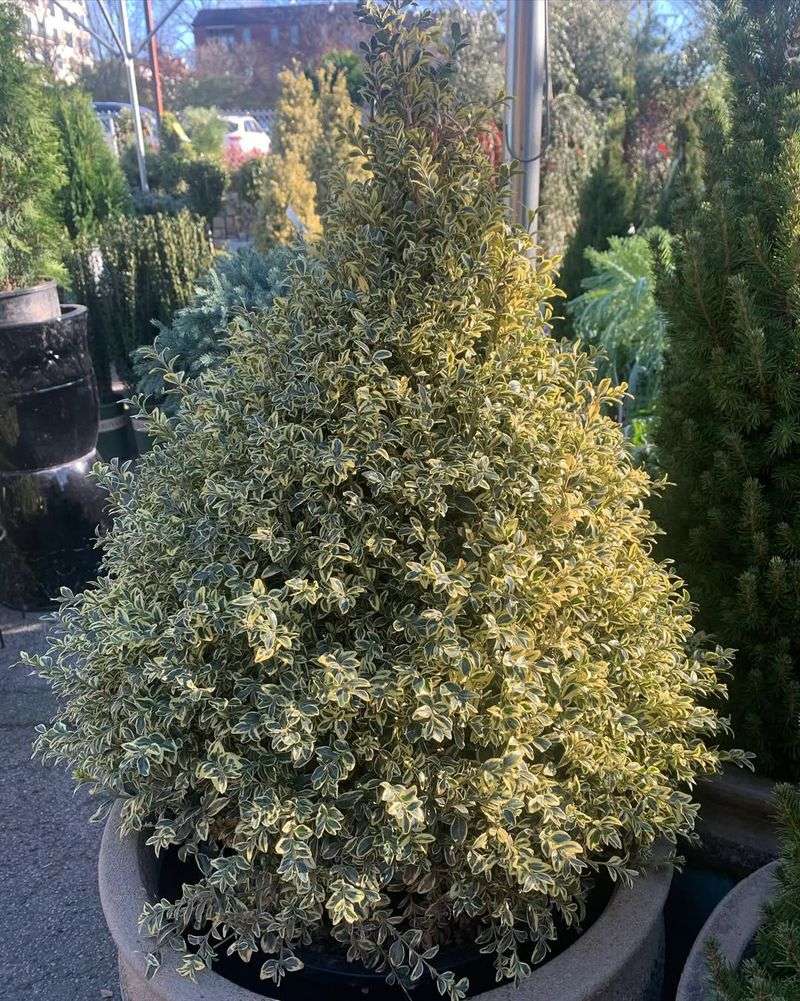 2. Boxwood