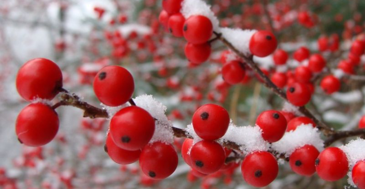 6 Outdoor Shrubs That Stay Strong All Winter