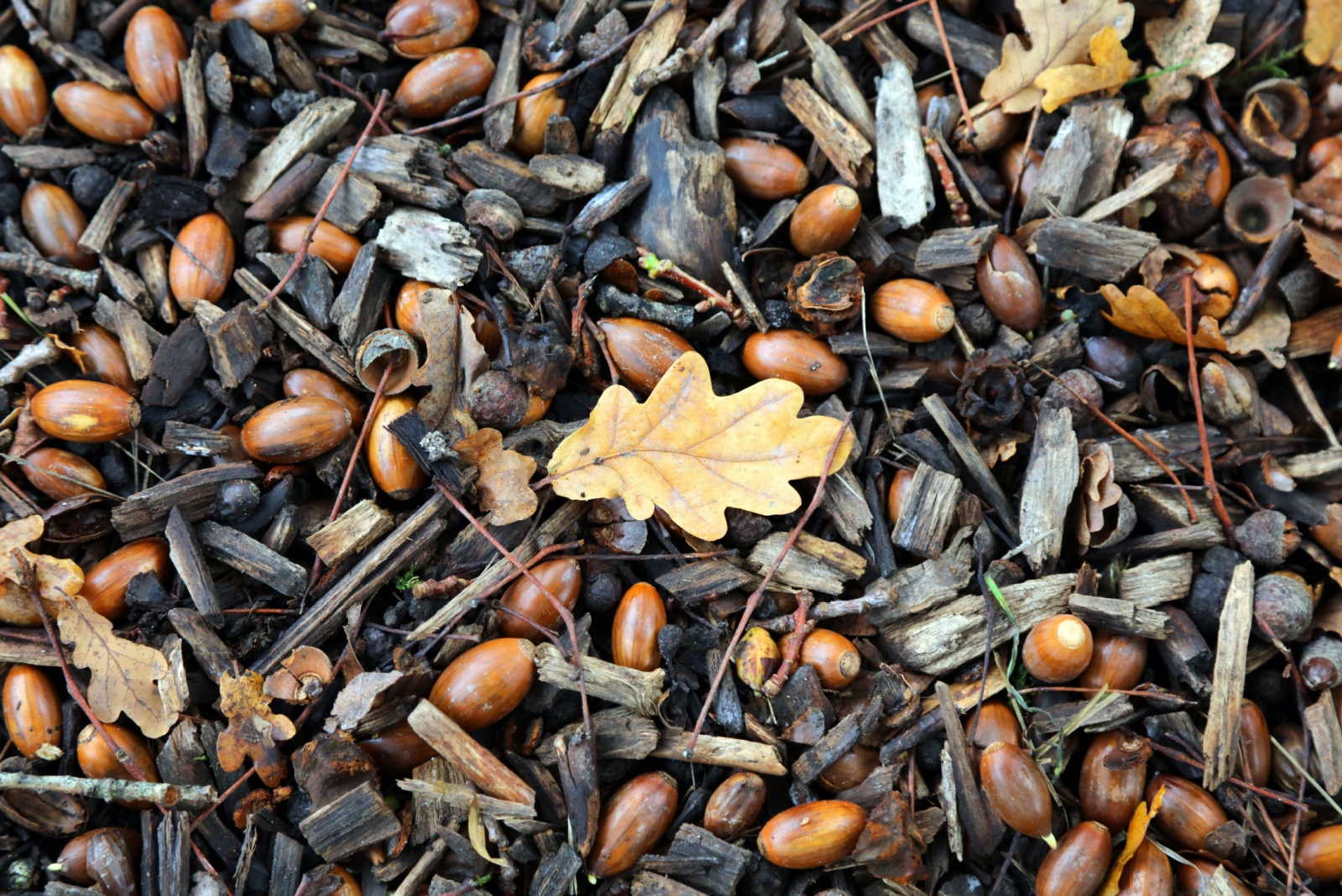 6 Reasons Louisiana Yards Are Seeing More Acorns Than Usual This Year