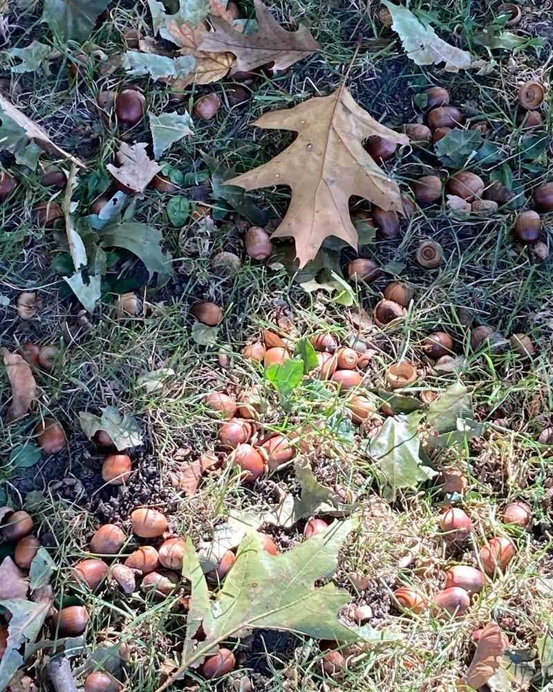 Perfect Weather Conditions Created A Mast Year