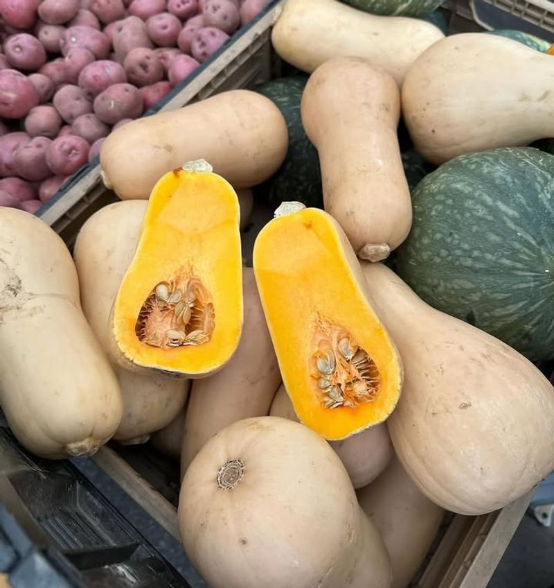 Butternut Squash