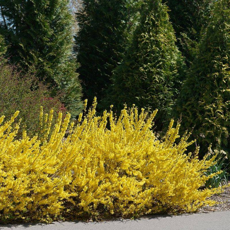 7. Forsythia