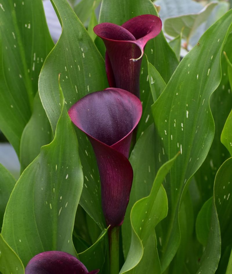 7. Black Calla Lily