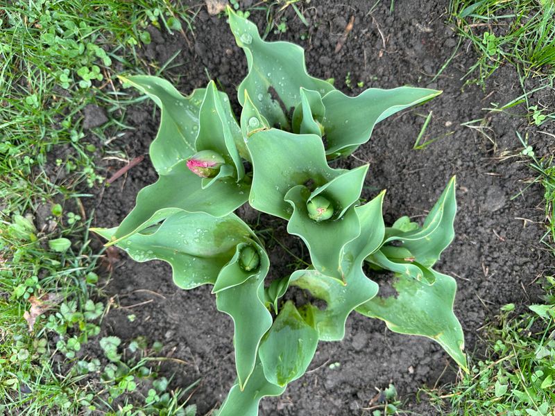 7. Fertilizing In Fall Boosts Return Blooms