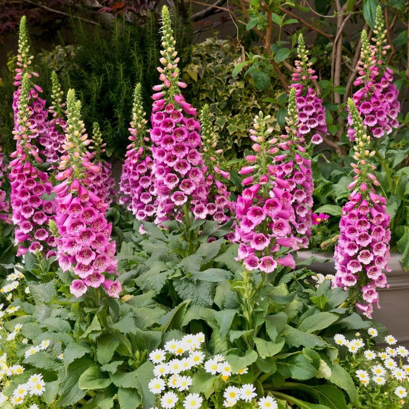 7. Foxglove