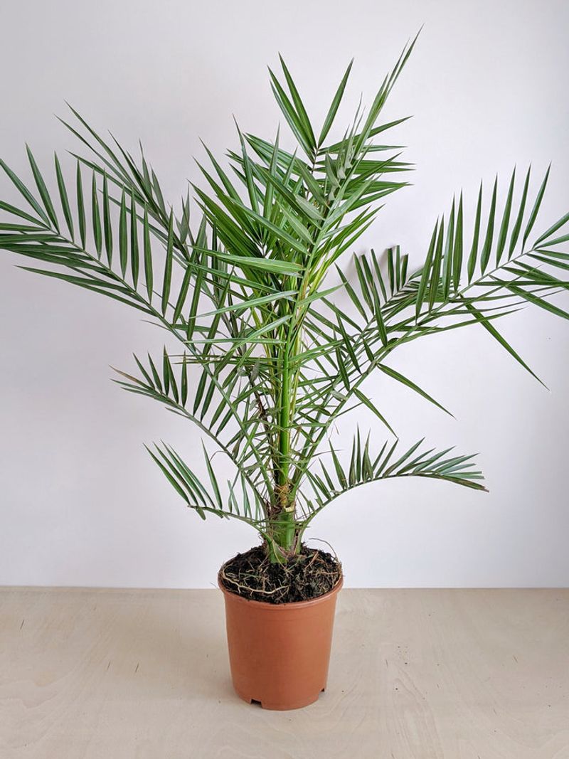 7. Transplant to A Larger Container Gradually