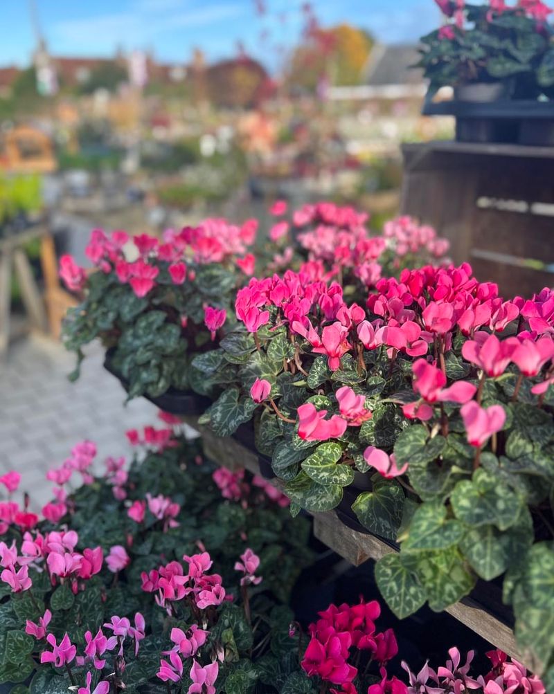 7. Cyclamen