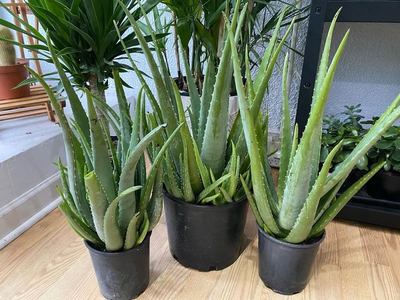 7. Aloe Vera