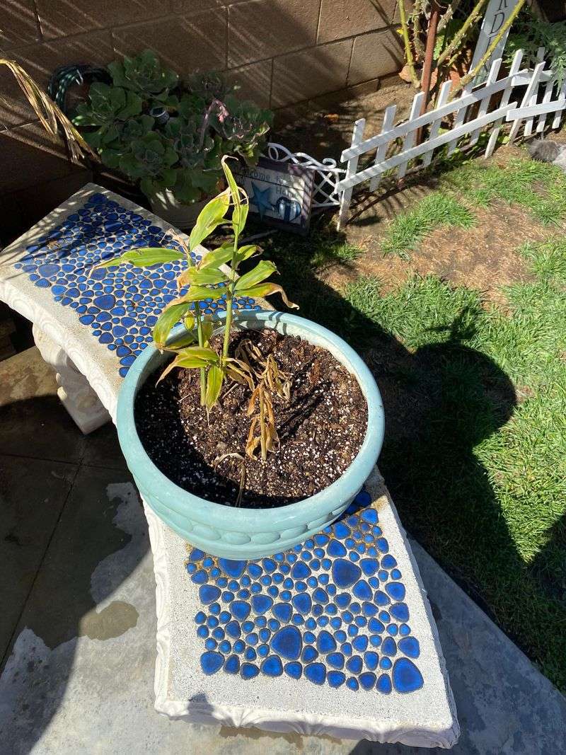 7. Water Lightly And Consistently