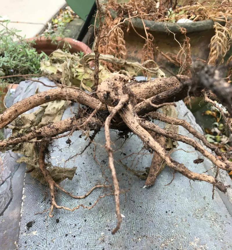 7. Traditional Wound Care Support