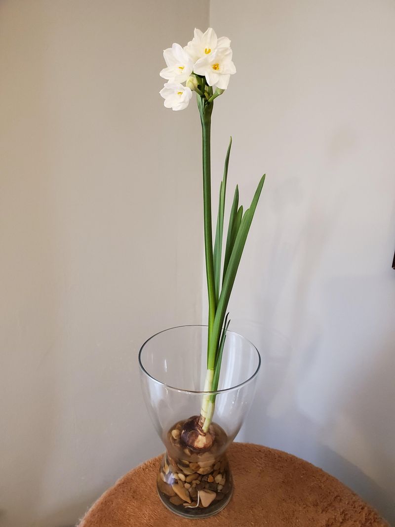 7. Lasts Longer Than Cut Flowers