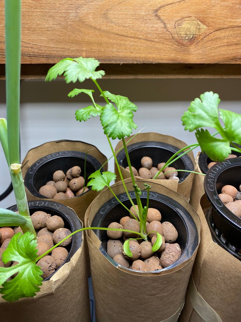 7. Cilantro Bolted Way Too Fast