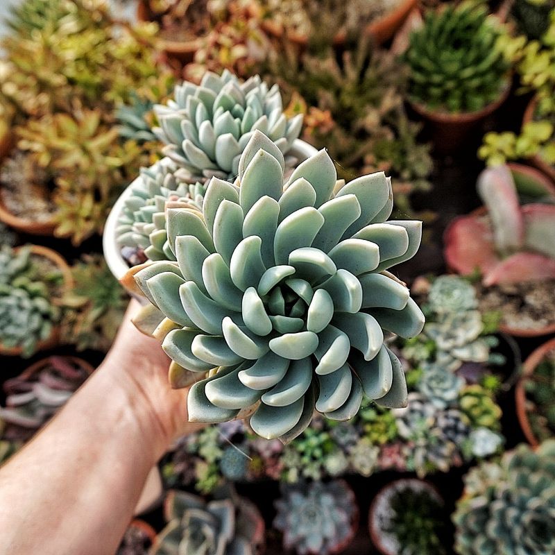 7. Succulents (General)