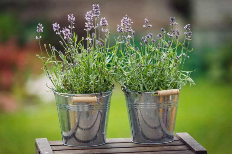 Outdoor decor with lavender plants