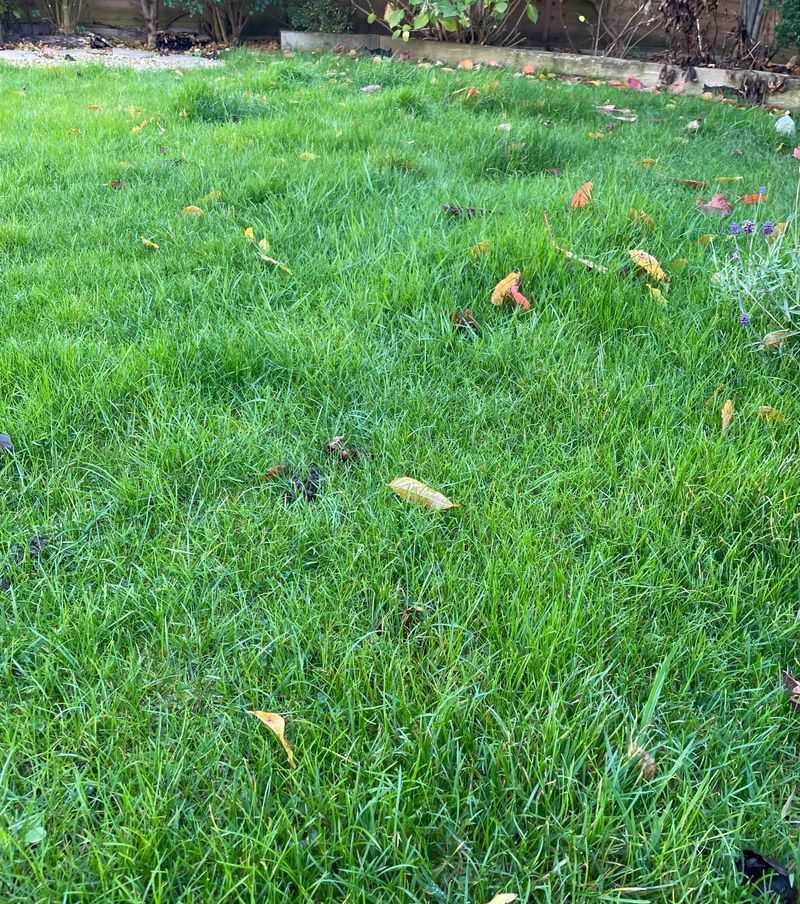 Cutting Grass Too Short Before Winter