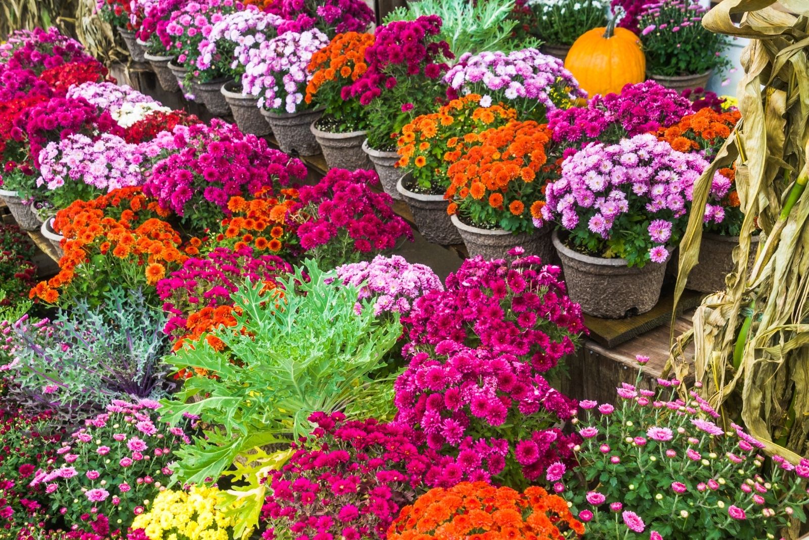 7 Common Mistakes Georgia Gardeners Make When Buying Fall Mums