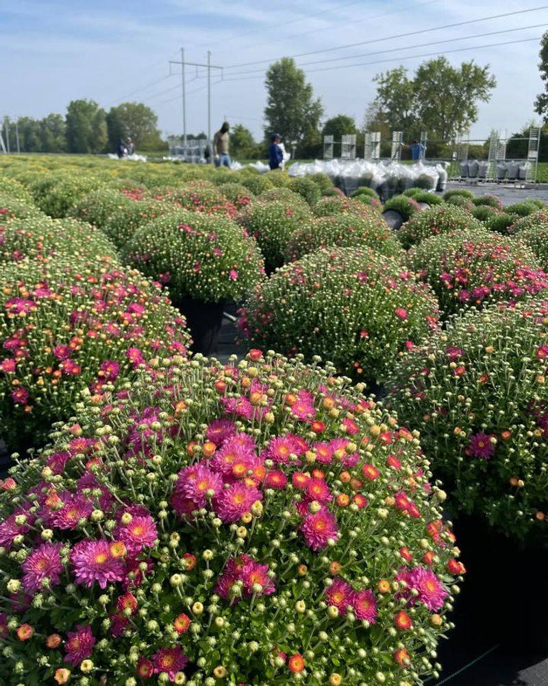 Choosing Mums That Are Already In Full Bloom
