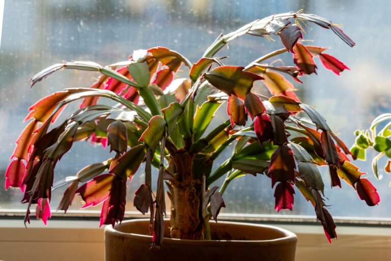 christmas cactus next to a window