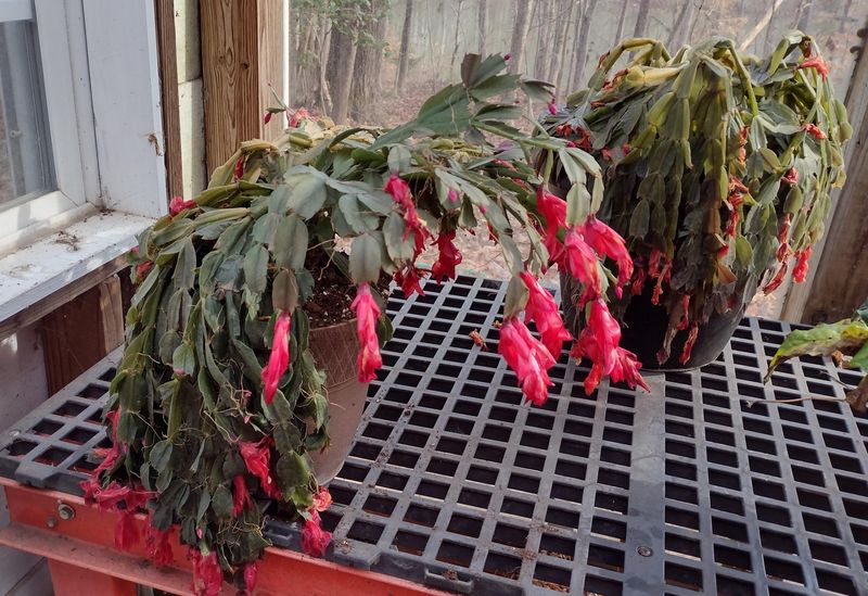 Frost Damage Ruins Tender Leaves