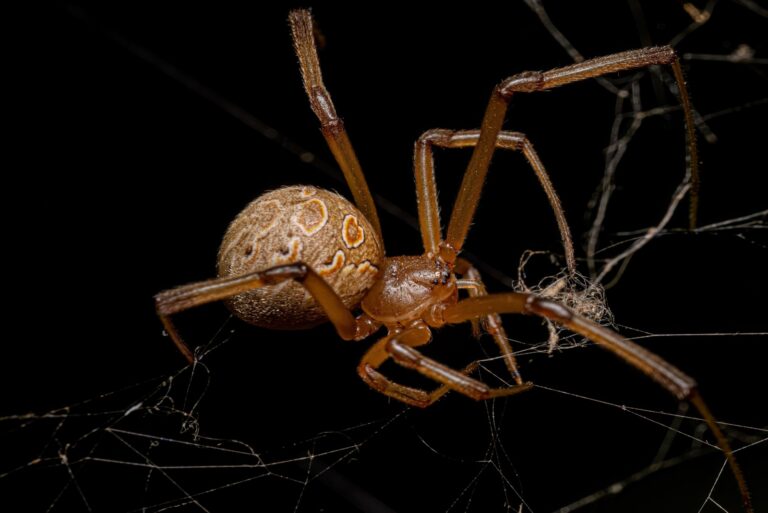 female brown widow spider
