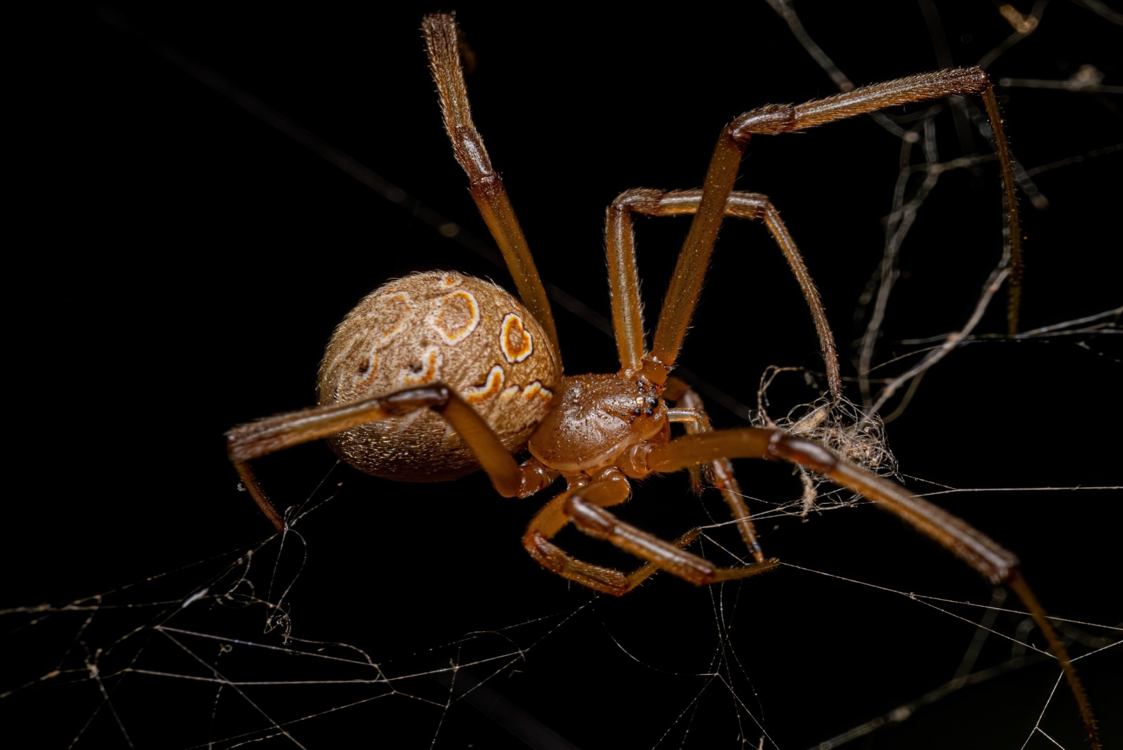 7 Dangerous Spiders Every Florida Homeowner Must Know