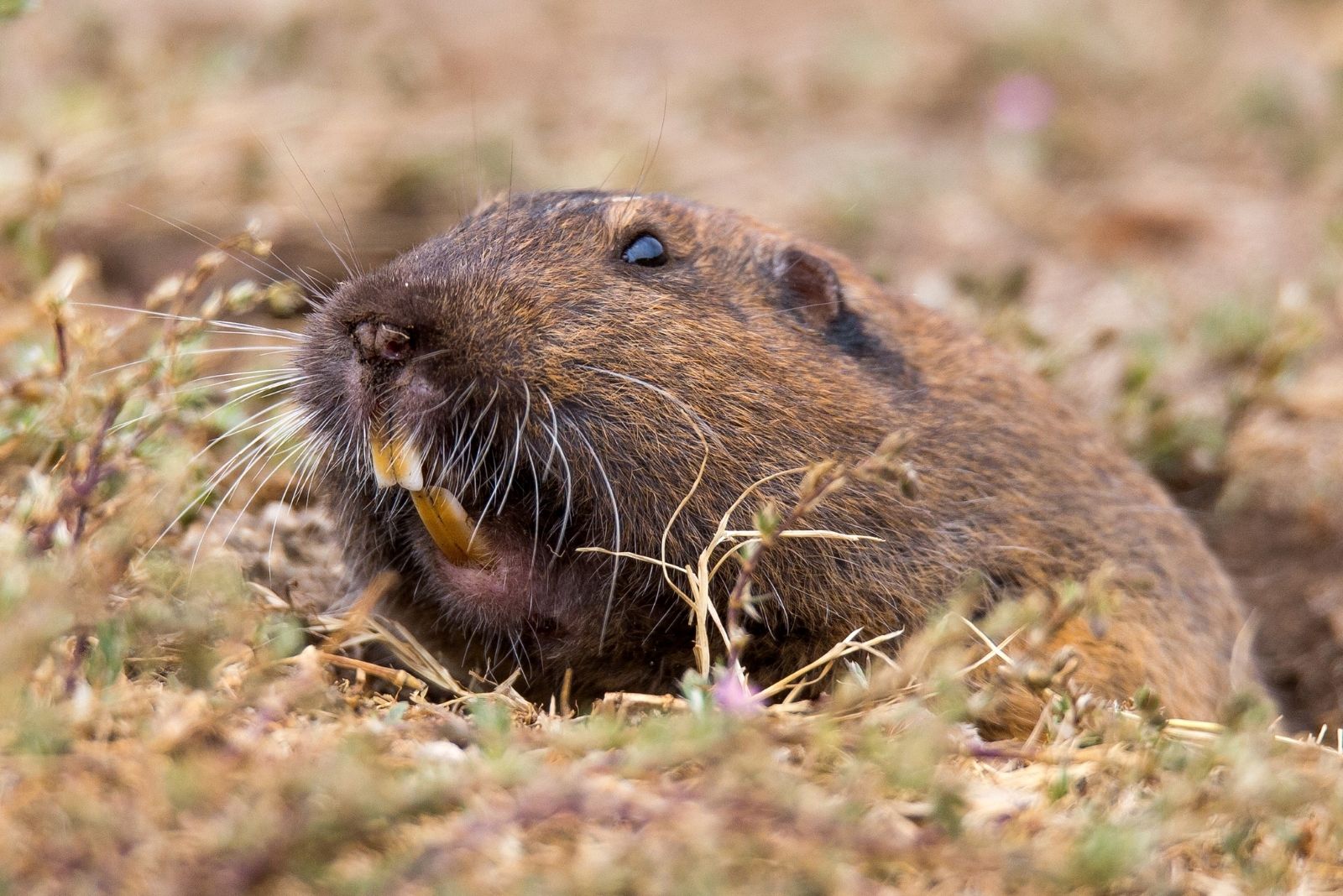 7 Easy Natural Methods To Stop Gophers In Connecticut Yards