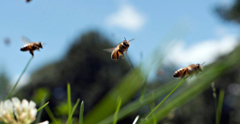 bees flying