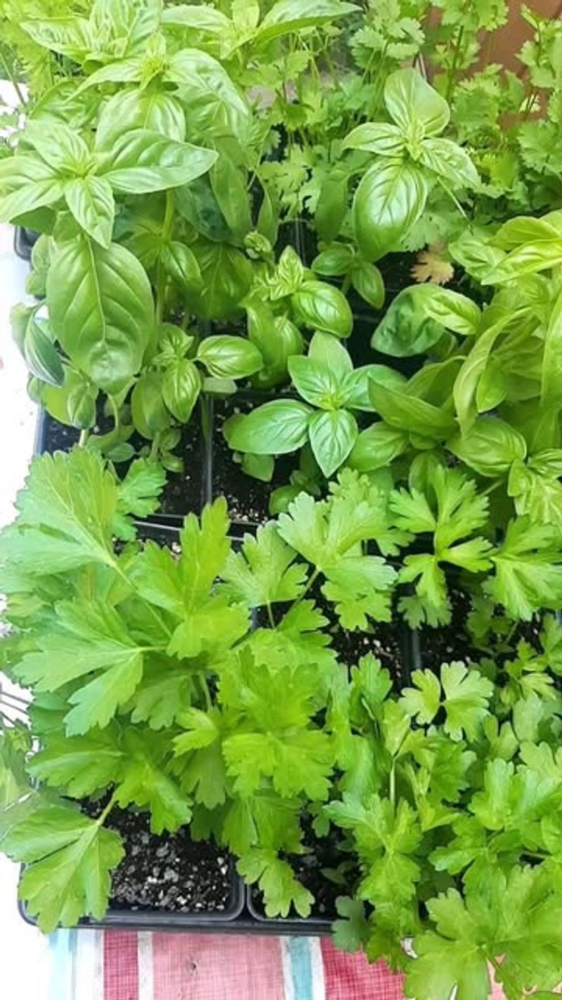Basil And Parsley