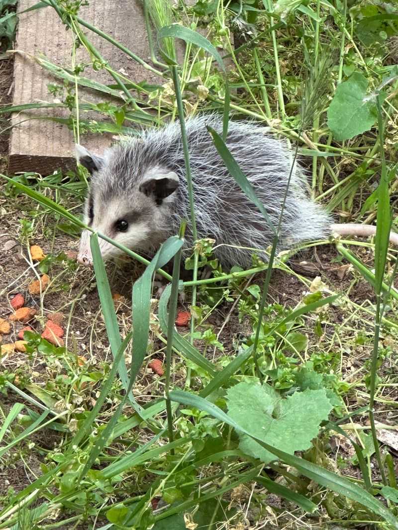 Possums Are Protected by State Wildlife Laws