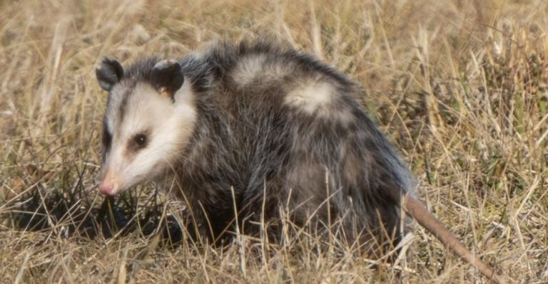 possum in yard