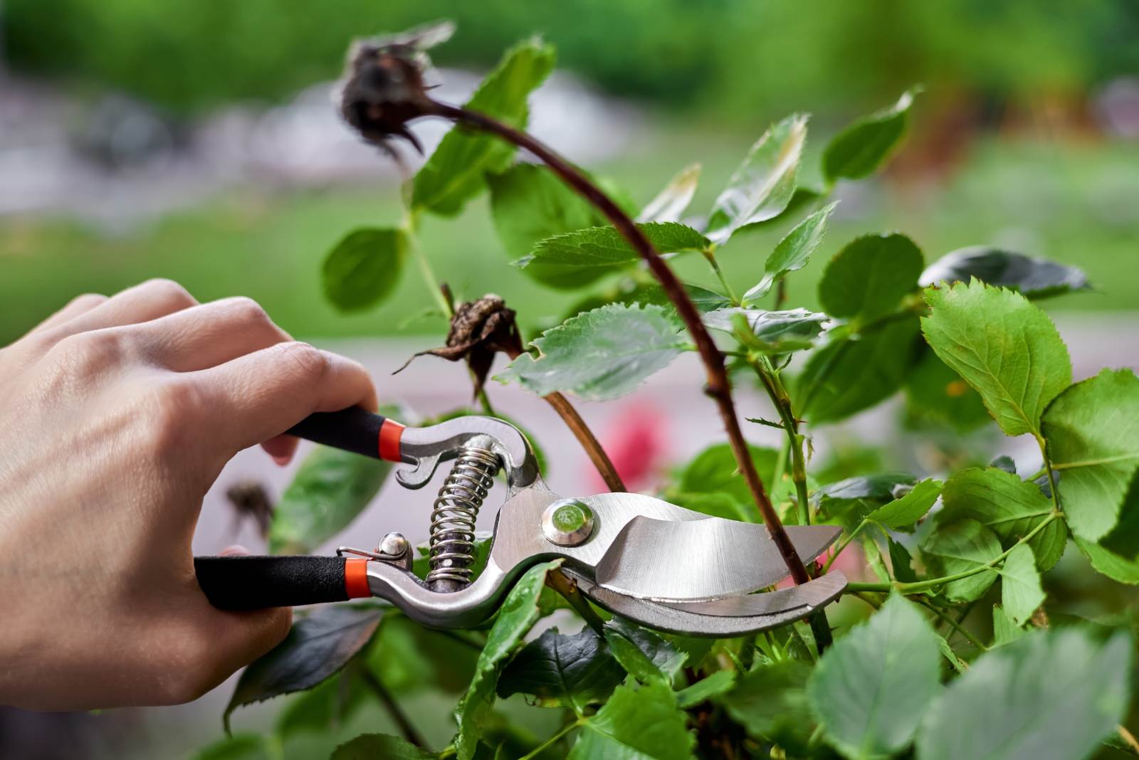 7 Late Pruning Mistakes That Can Ruin Roses This Winter In Pennsylvania