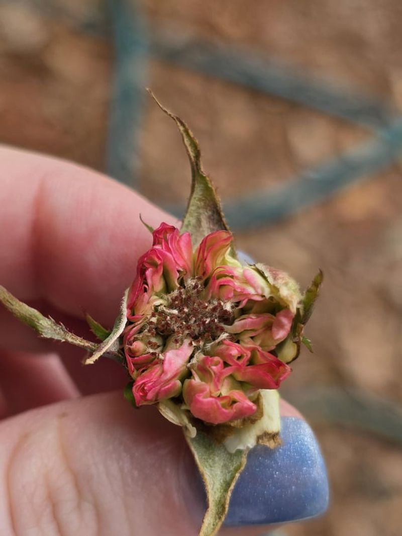 Pruning Too Late in the Fall